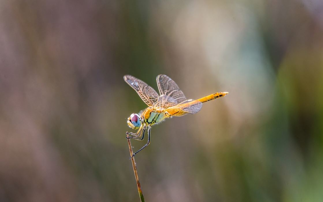 Sognare libellule : 10 scenari e interpretazioni