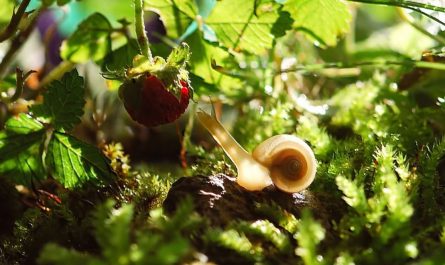 Sognare lumache : 25 scenari e interpretazioni