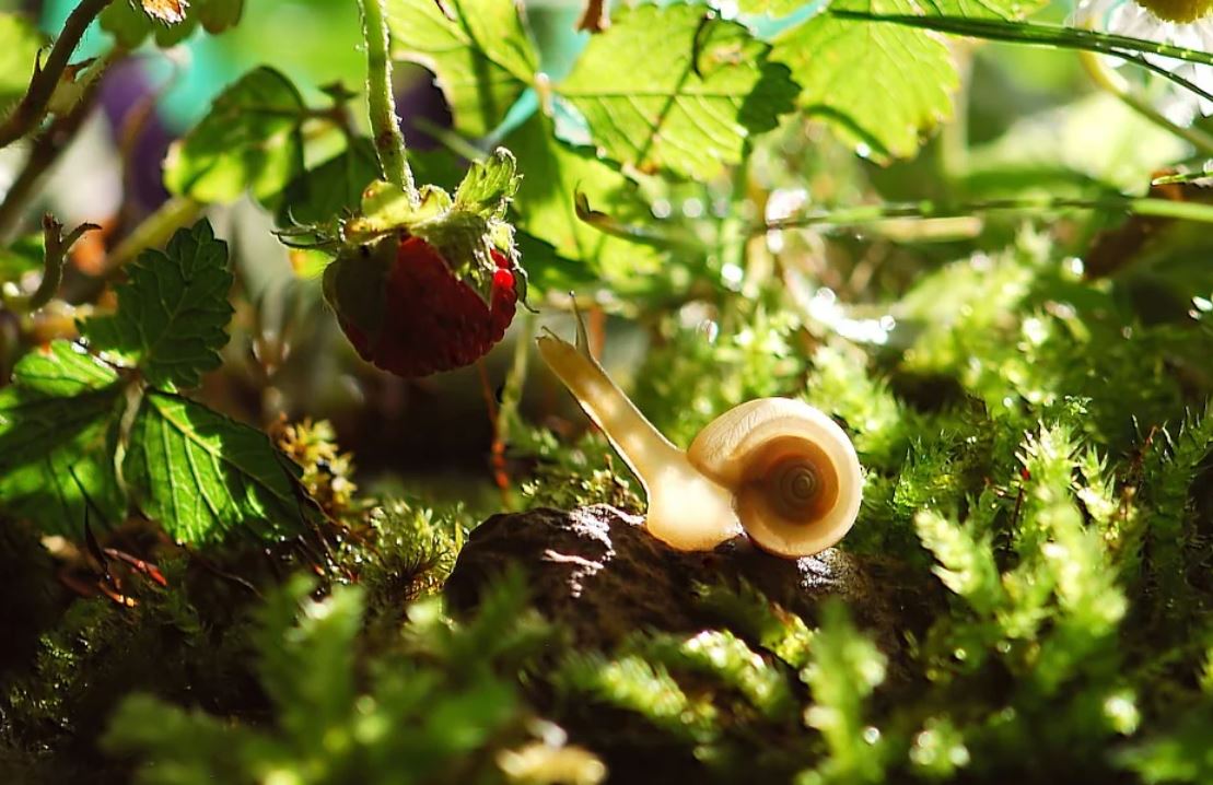 Sognare lumache : 25 scenari e interpretazioni