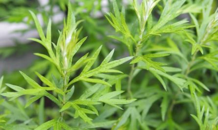 Sognare l'artemisia : 15 scenari e interpretazioni