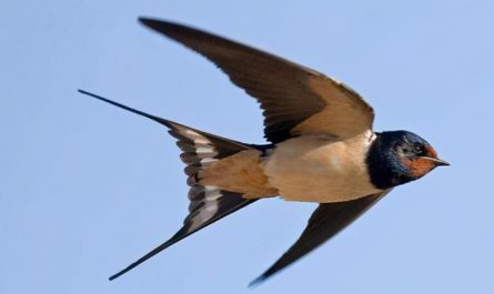 Sognare rondini : 22 scenari e interpretazioni