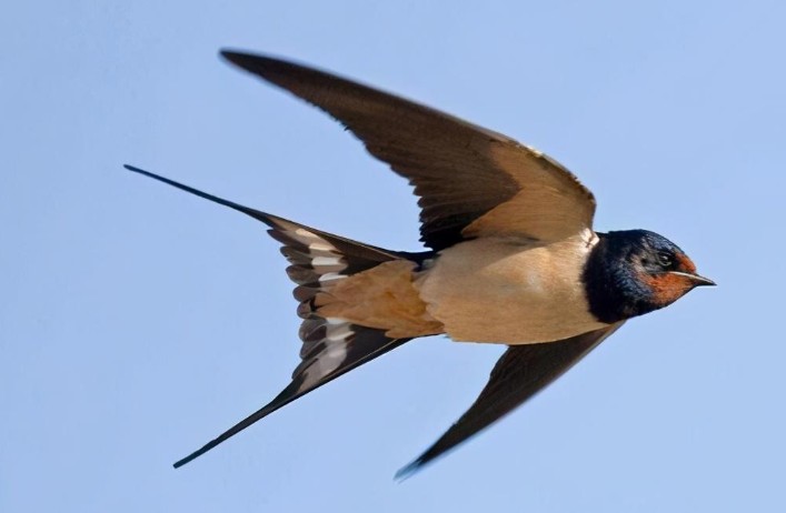 Sognare rondini : 22 scenari e interpretazioni