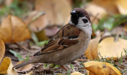 Sognare passeri : 19 scenari e interpretazioni