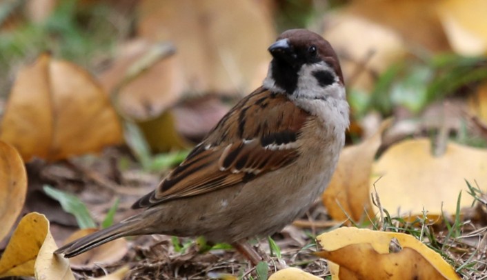 Sognare passeri : 19 scenari e interpretazioni