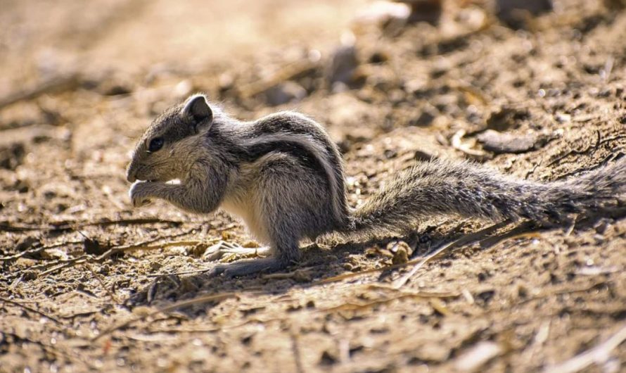 27 significati simbolici del sognare scoiattoli