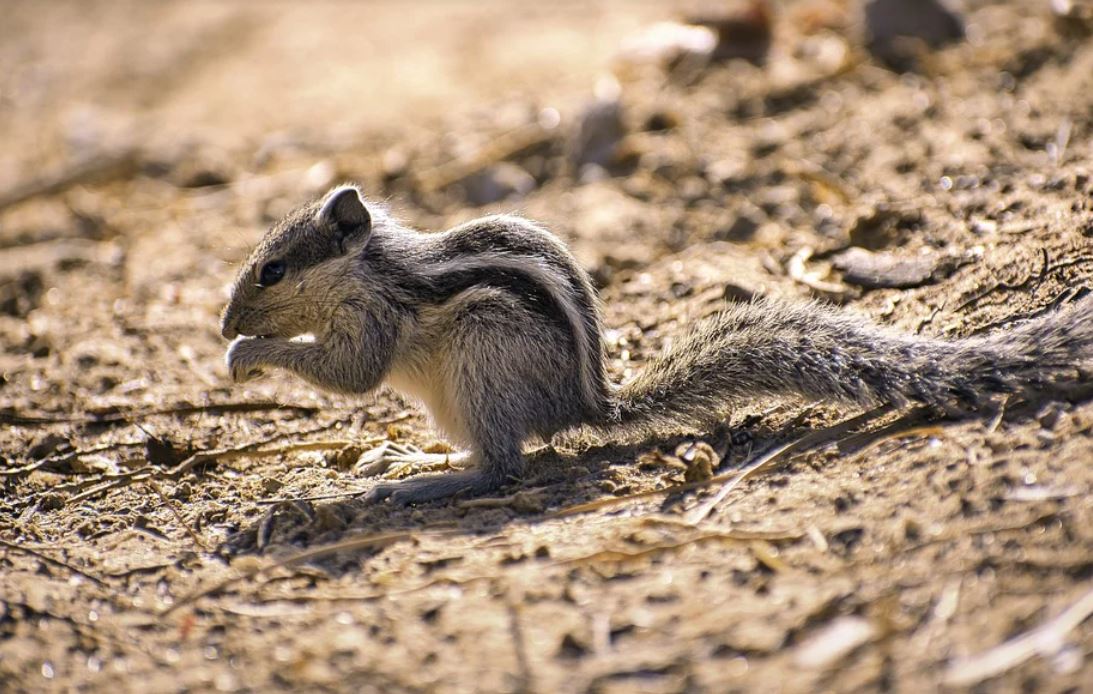 27 significati simbolici del sognare scoiattoli