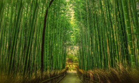 19 Significati Simbolici del Sognare il Bambù