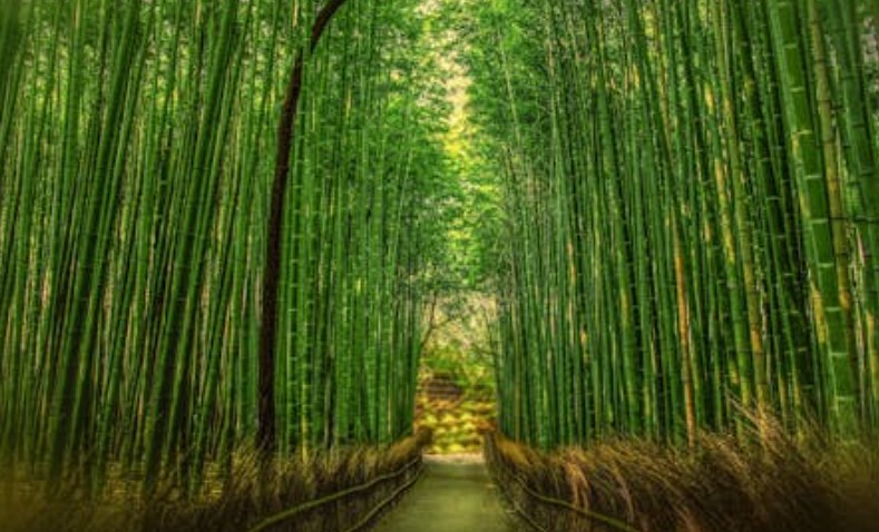 19 Significati Simbolici del Sognare il Bambù