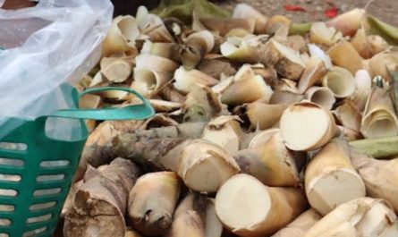 17 significati simbolici del sognare germogli di bambù