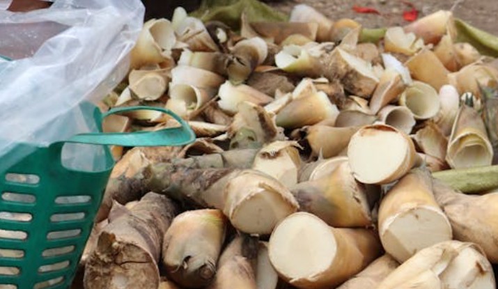 17 significati simbolici del sognare germogli di bambù