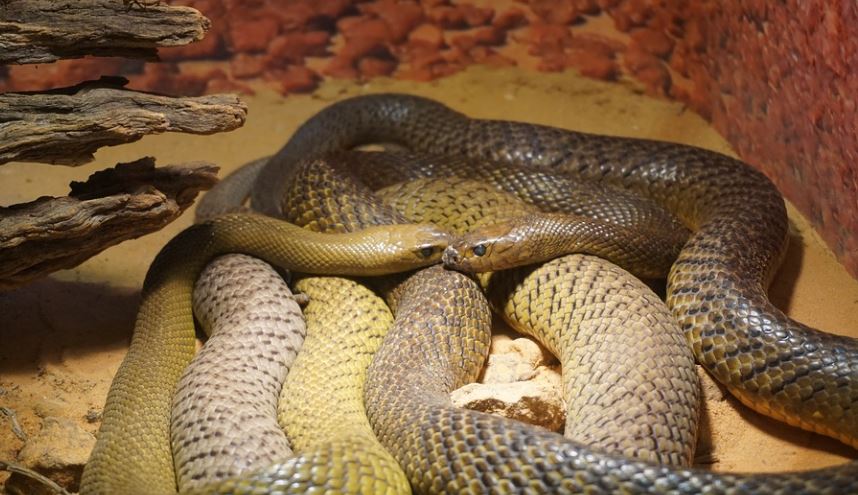 17 Simboli e Significati del Sognare Molti Serpenti