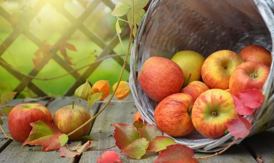 16 Simbolismi e Significati del Sognare le Mele