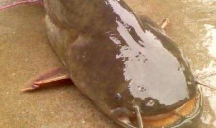 17 Significati Simbolici del Sognare un Pesce Gatto