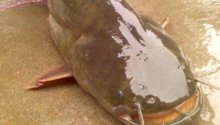 17 Significati Simbolici del Sognare un Pesce Gatto