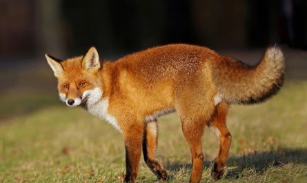7 significati simbolici del sognare una volpe rossa