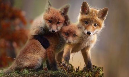 7 significati simbolici del sognare cuccioli di volpe