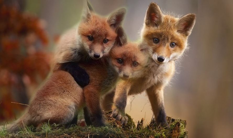 7 significati simbolici del sognare cuccioli di volpe