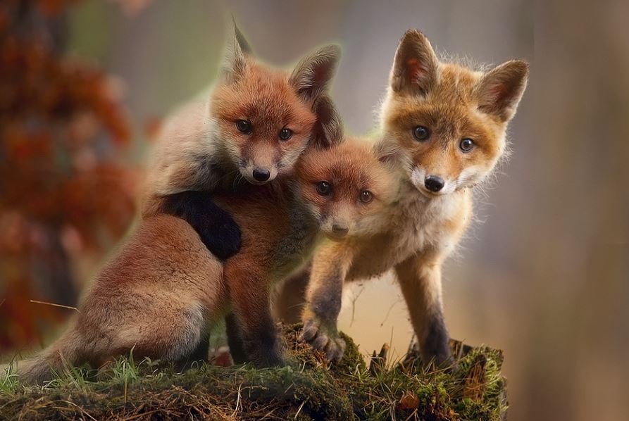 7 significati simbolici del sognare cuccioli di volpe