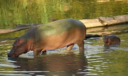 7 significati simbolici del sognare un cucciolo di ippopotamo
