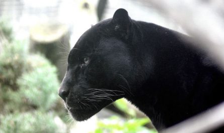 9 Significati Simbolici del Sognare una Pantera Nera