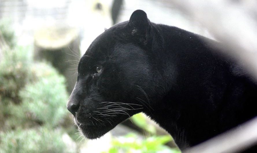 9 Significati Simbolici del Sognare una Pantera Nera