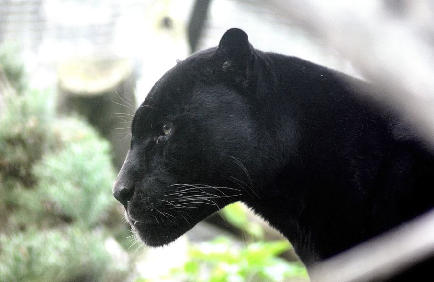 9 Significati Simbolici del Sognare una Pantera Nera