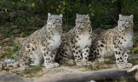 6 Significati Simbolici del Sognare un Leopardo che Morde qualcuno