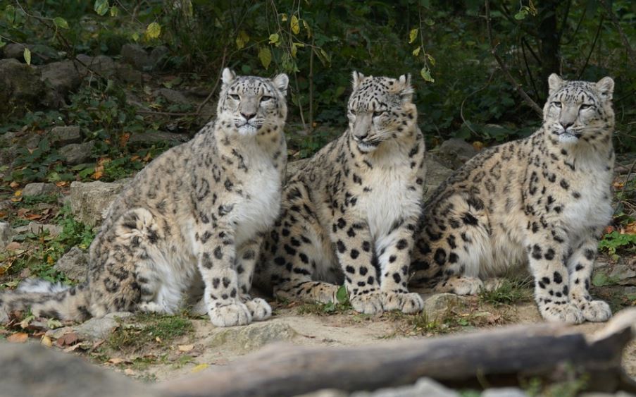 6 Significati Simbolici del Sognare un Leopardo che Morde qualcuno