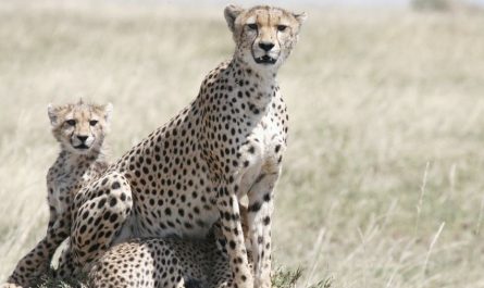 11 Significati Simbolici del Sognare un Ghepardo
