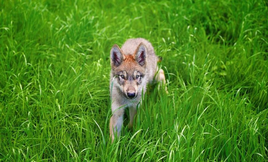 5 significati simbolici del sognare cuccioli di lupo