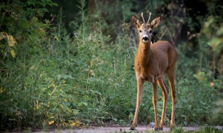 10 significati simbolici del sognare un capriolo