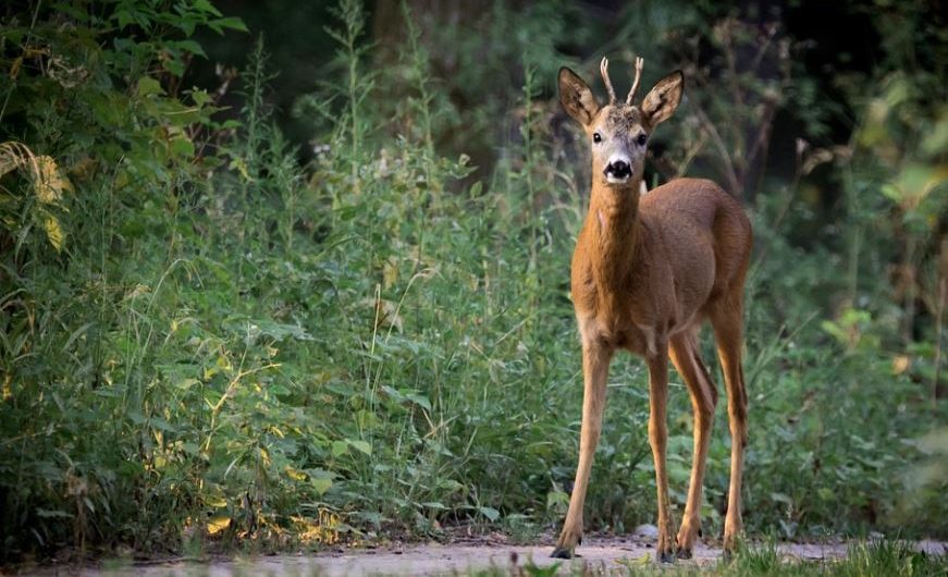 10 significati simbolici del sognare un capriolo