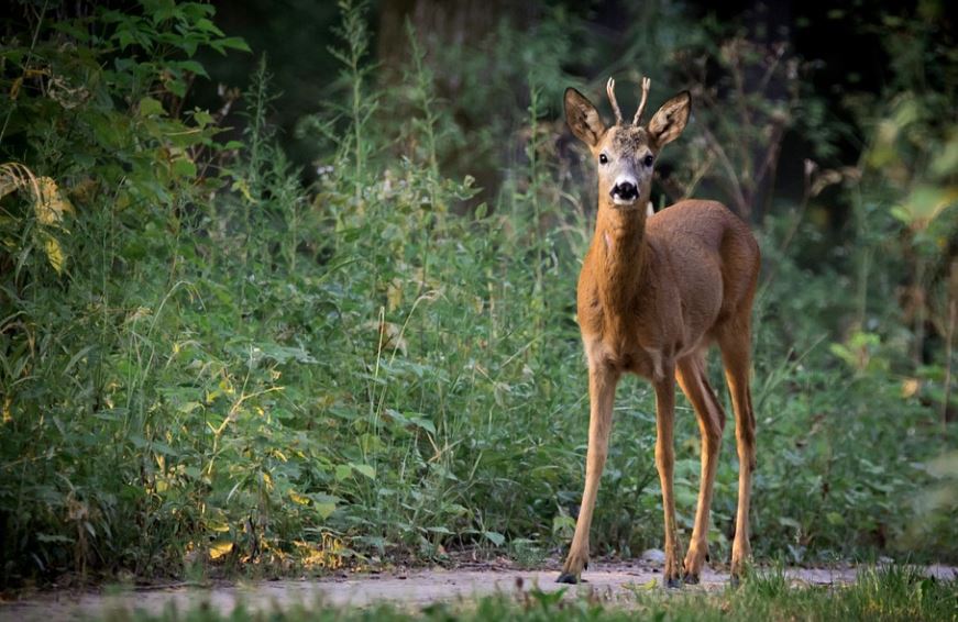 10 significati simbolici del sognare un capriolo