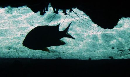 7 Significati Simbolici del Sognare un Pesce Nero