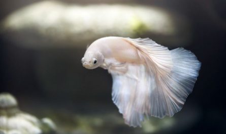 7 significati simbolici del sognare un pesce bianco