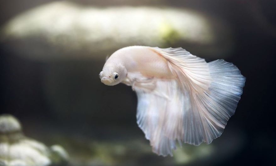 7 significati simbolici del sognare un pesce bianco