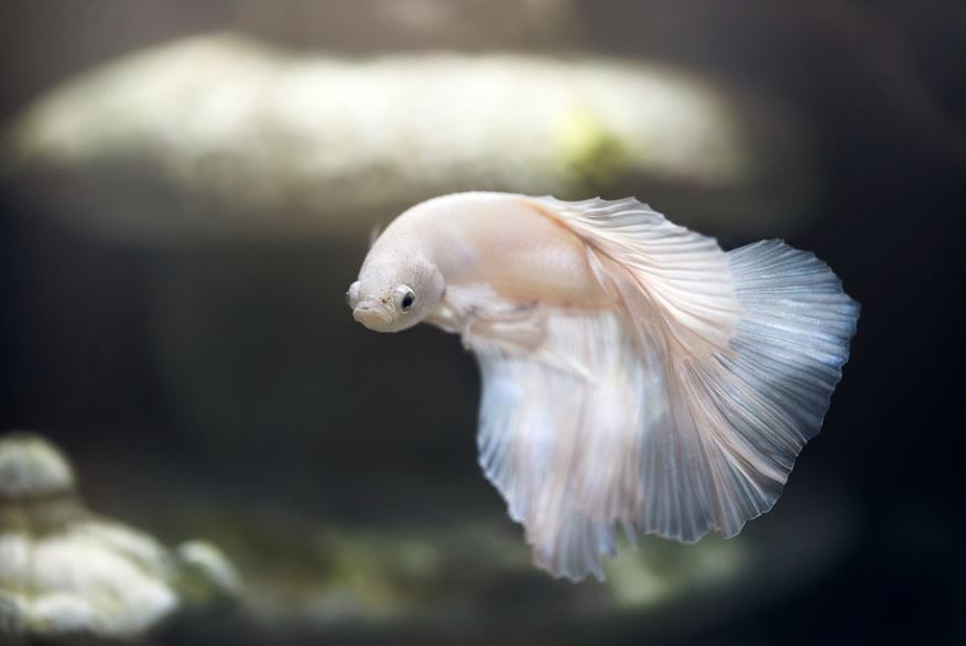 7 significati simbolici del sognare un pesce bianco