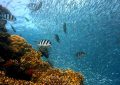 16 Significati Simbolici del Sognare di Pescare in Mare