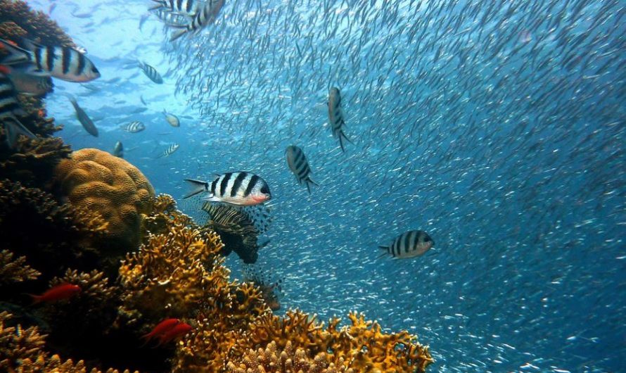 6 Significati Simbolici del Sognare di Pescare in Mare