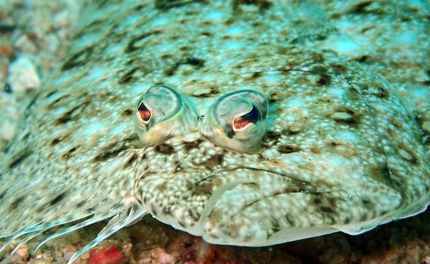 7 significati simbolici del sognare l’ippoglosso