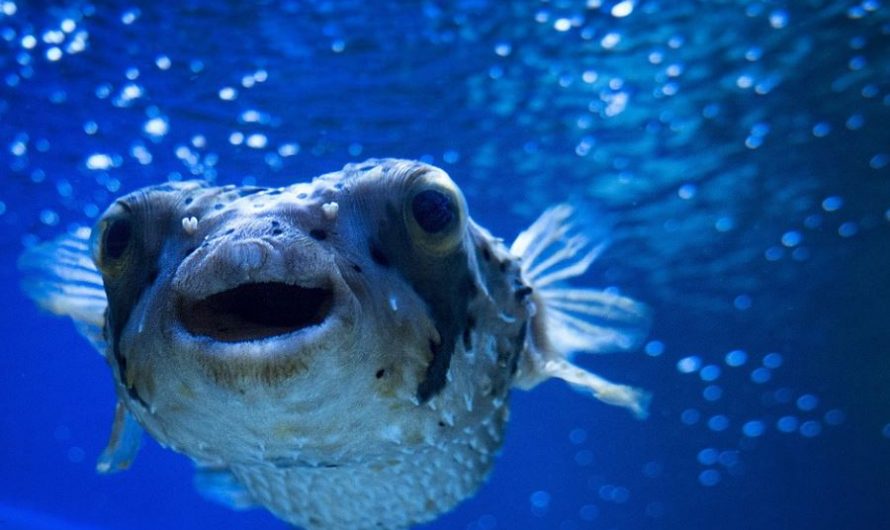 8 significati simbolici del sognare un pesce palla