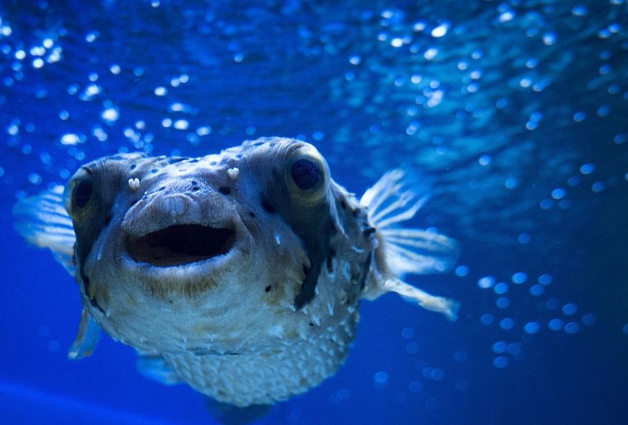 8 significati simbolici del sognare un pesce palla
