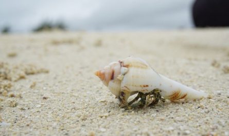10 significati simbolici del sognare una conchiglia