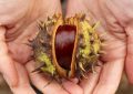 16 Significati Simbolici del Sognare di Raccogliere Castagne