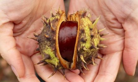 16 Significati Simbolici del Sognare di Raccogliere Castagne