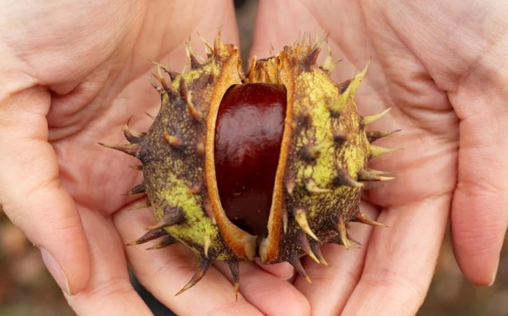 16 Significati Simbolici del Sognare di Raccogliere Castagne