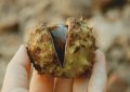 18 significati simbolici del sognare di mangiare castagne