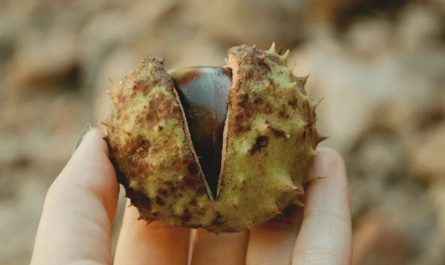 18 significati simbolici del sognare di mangiare castagne