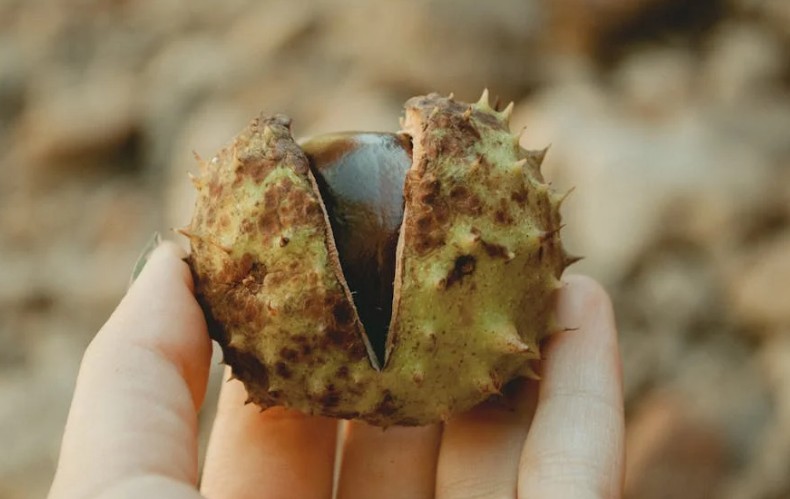18 significati simbolici del sognare di mangiare castagne