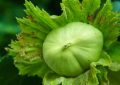 17 Significati Simbolici del Sognare Gusci di Castagne